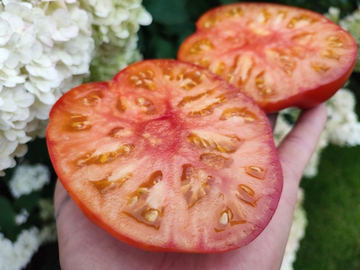 Мечта Алисы сорт томата