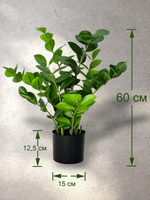 Замиокулькас 60 см