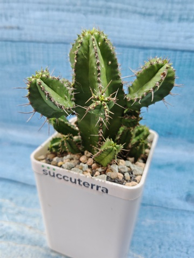 Euphorbia Fruticosa (Эуфорбия)