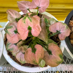 Сингониум AOM STINGRAY