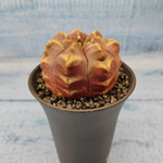 Gymnocalycium Daydream (Гимнокалициум)
