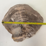 Набор из окаменелого дерева 4 предм Fossil Set NF-63287 поднос 149