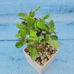 Euphorbia Milii (Эуфорбия)