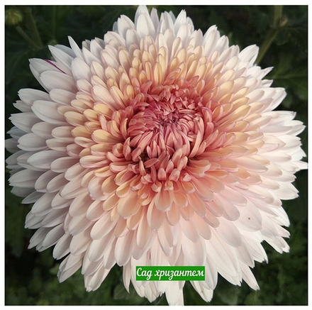 Хризантема одноголовая Princess Anna /о.34/поставка весна 2026г/