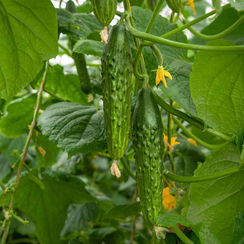 Колорит F1 семена огурца пчелоопыляемого (Гавриш)