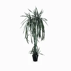 Гилоцереус высота 220