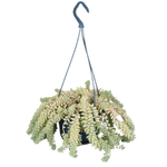 Седум (очиток) подвесной