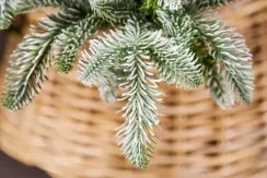 Елка Нормандия пушистая заснеженная 215 см., литая хвоя+пвх, Triumph Tree (73532)