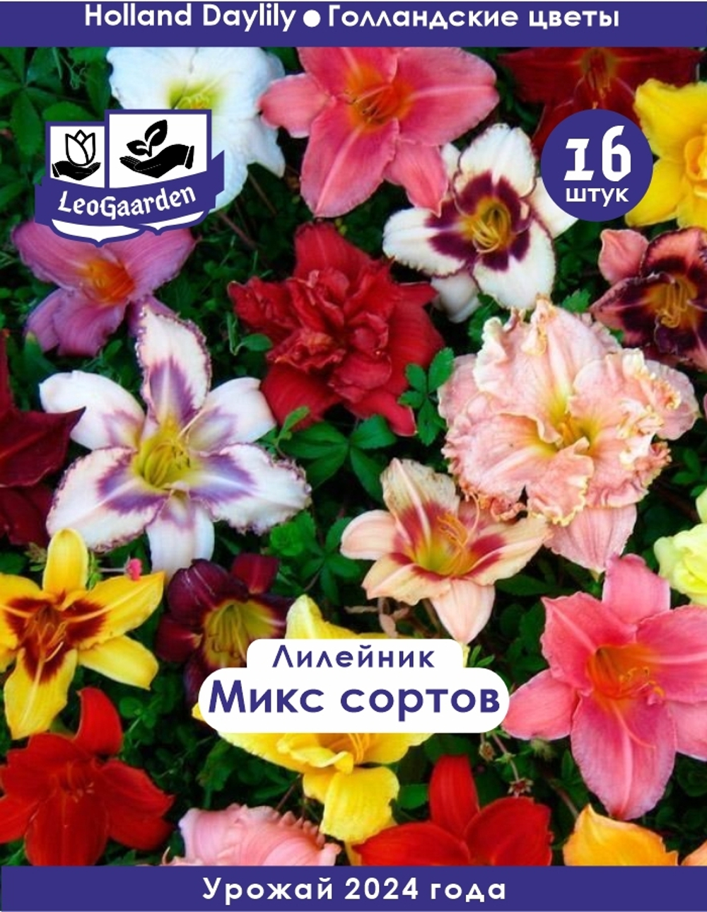 Лилейник Корневище, микс сорта, 16шт