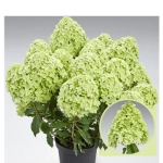 Гортензия метельчатая Панчетта (Pancetta) Р7