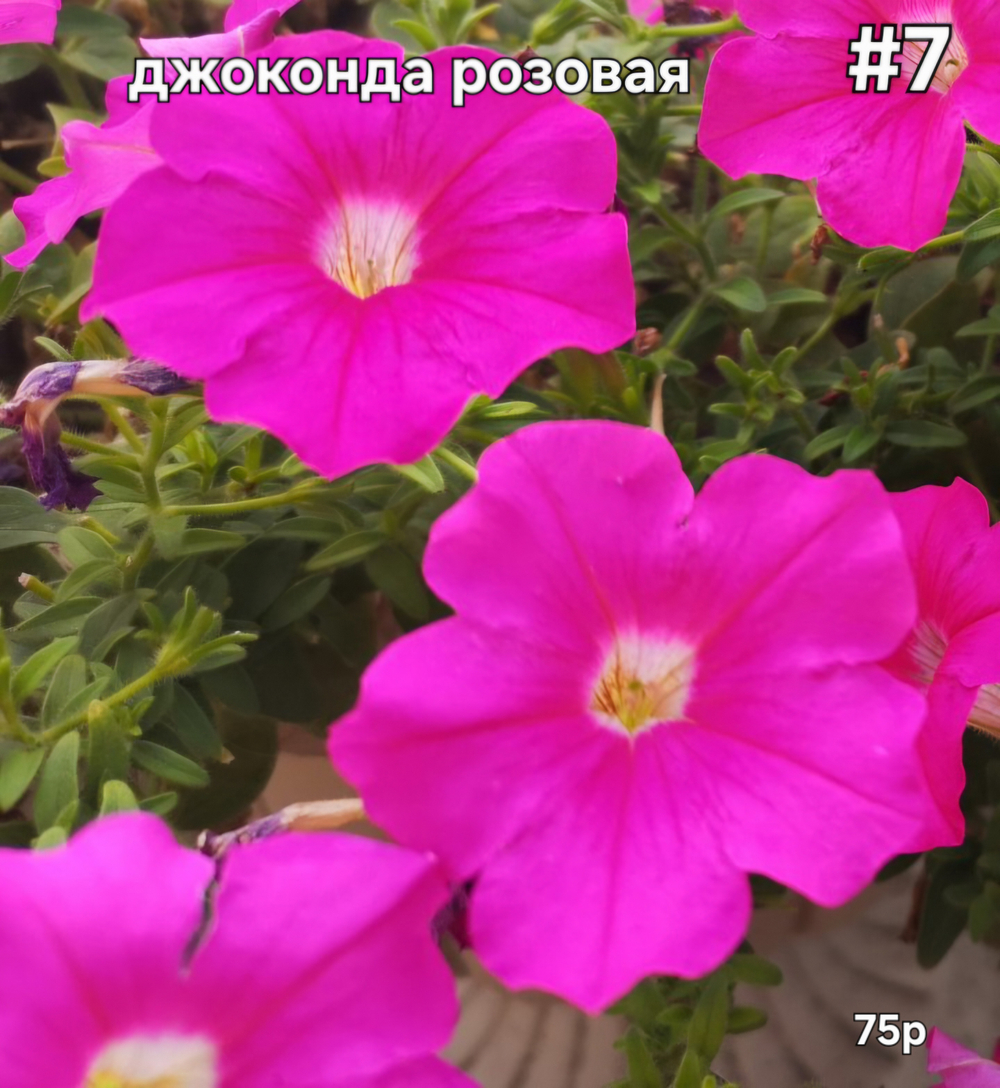 РАССАДА ПЕТУНИИ ДЖОКОНДА РОЗОВАЯ №7