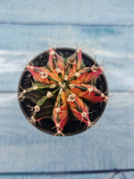 Gymnocalycium Variegata (Гимнокалициум Вариегатный)