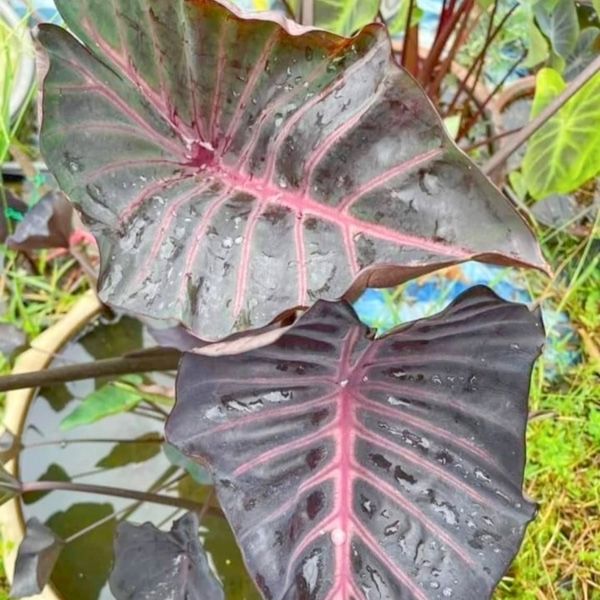 Колоказии в форме чаши Колоказии в форме чаши