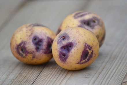 Блю Белле, Голубой Колокольчик, Улыбка картофель, Blu belle Potatoes, комплект из 10 клубней