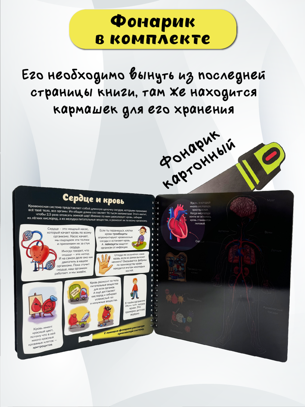 Книжка с фонариком "Как устроено твое тело"