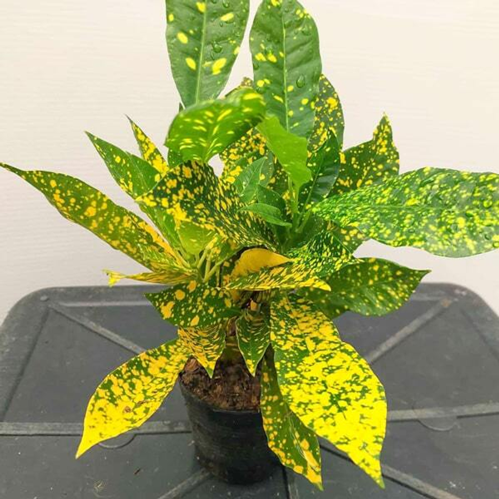 Кротон BAI KANOON