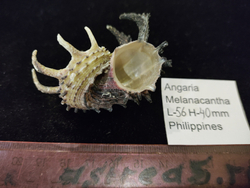 Ангария Империалис