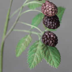 Молд силиконовый для лепки "лист Ежевики" / форма для оттиска листьев гортензии, малины, мяты)