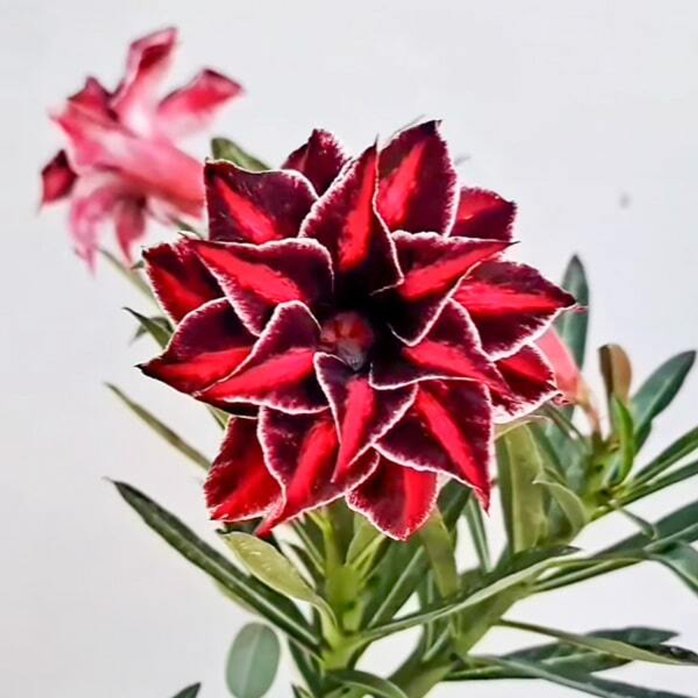 Адениум CANDRAMAYA