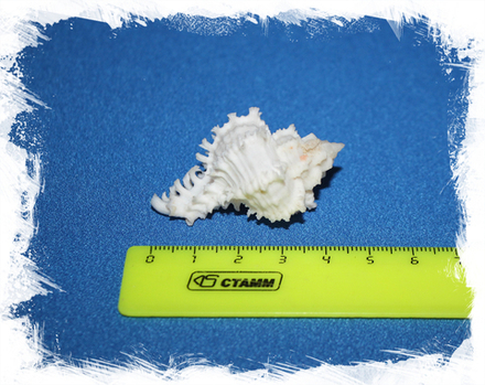 Мурекс индивия (Hexaplex cichoreum) с крышечкой