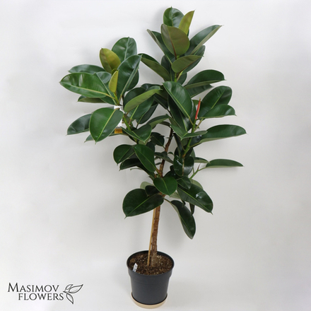 Горшочное растение "Фикус Эластика"