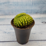 Gymnocalycium Spineless Crested form (Гимнокалициум Кристатный)