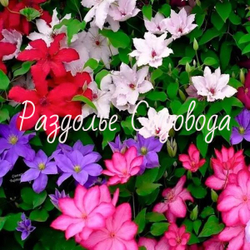 Клематис без сорта определения