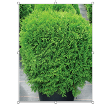 Туя западная Хозери (Thuja occidentalis Hoseri) р9 август 2026 г