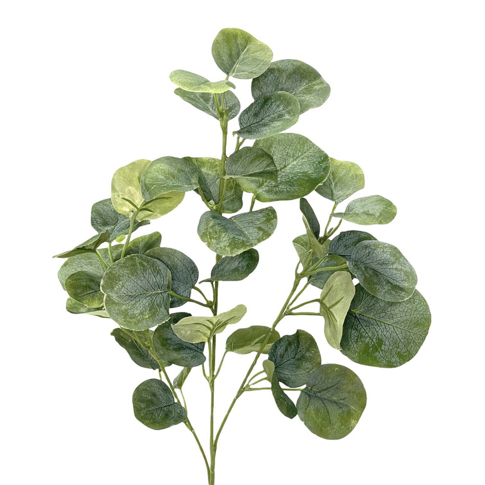 Эвкалипт популус сизый ветка 75 см.