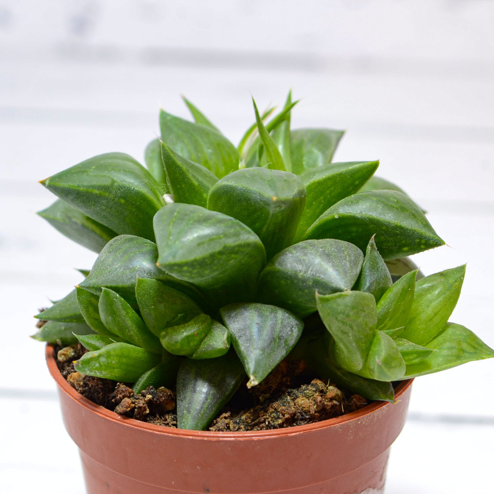 Haworthia Comptoniana hybride (Хавортия)