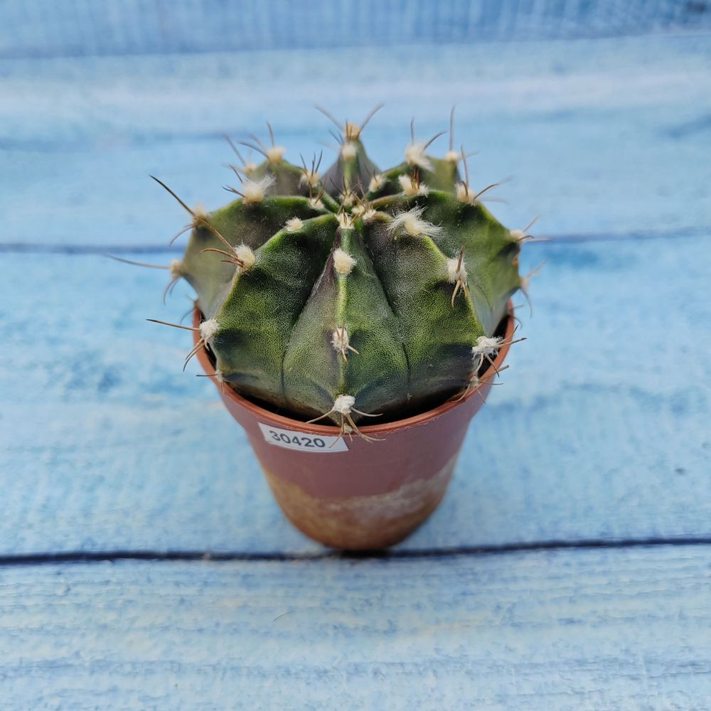 Gymnocalycium Friedrichii (Гимнокалициум)