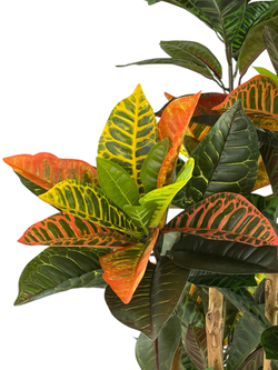 Кротон 150 см.