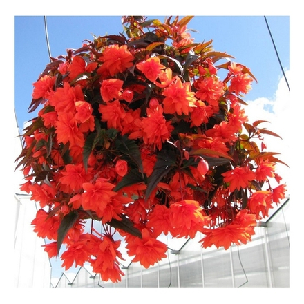 Бегония Пендула красная