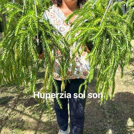 Хуперция H.SOI SON