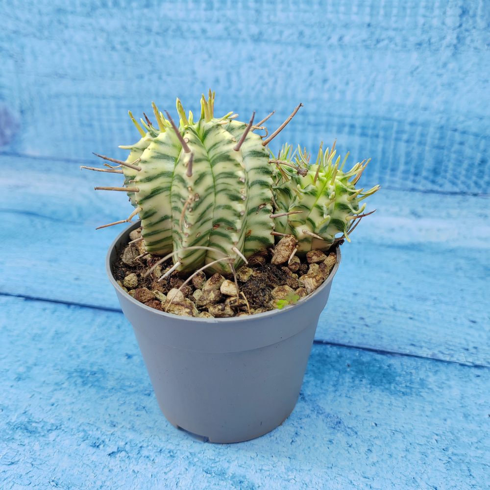 Euphorbia meloformis f. Variegated (Эуфорбия вариегатная)