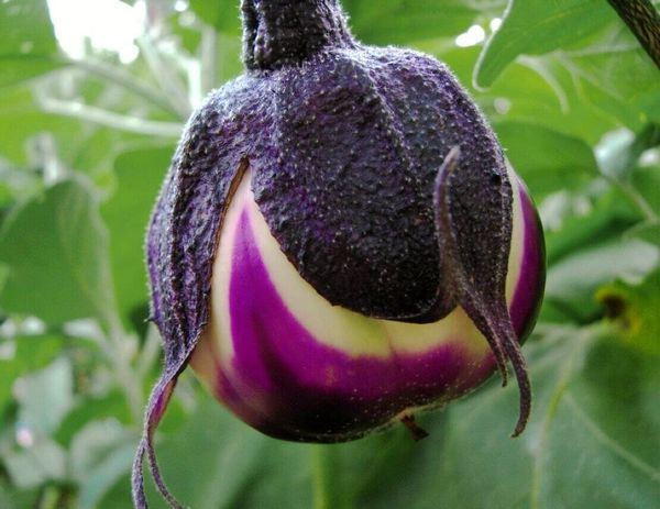 “Яблоко бешенства” или… Польза синеньких при диабете.