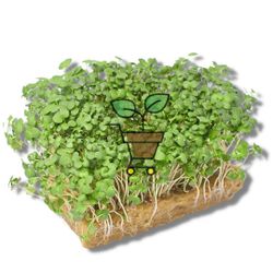 Горчица белая