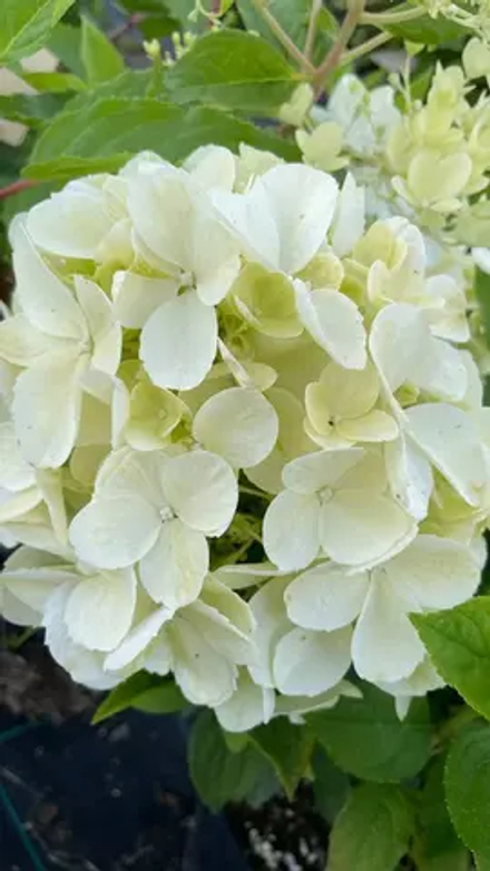 Гортензия метельчатая Пантера (Hydrangea paniculata Pantera )