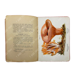 Кайгородов Д.Н. Собиратель грибов. Пг., 1915.