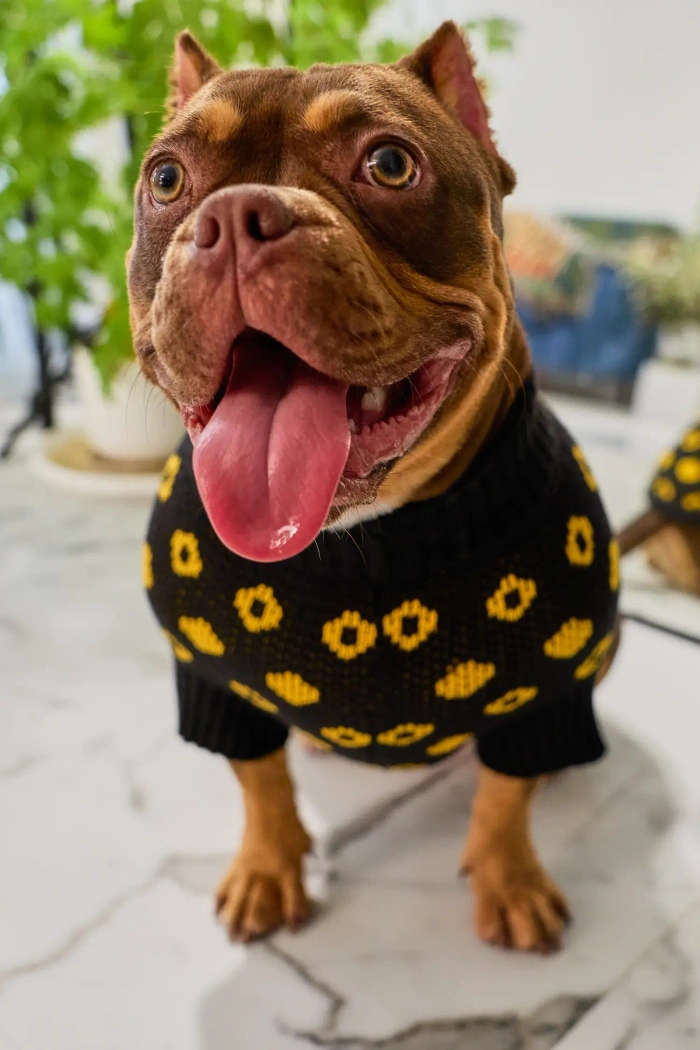 Для собачки