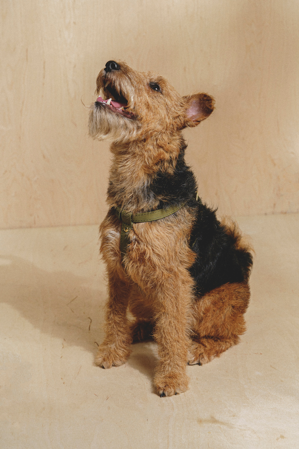 Цельнокожаная шлейка Зеленая