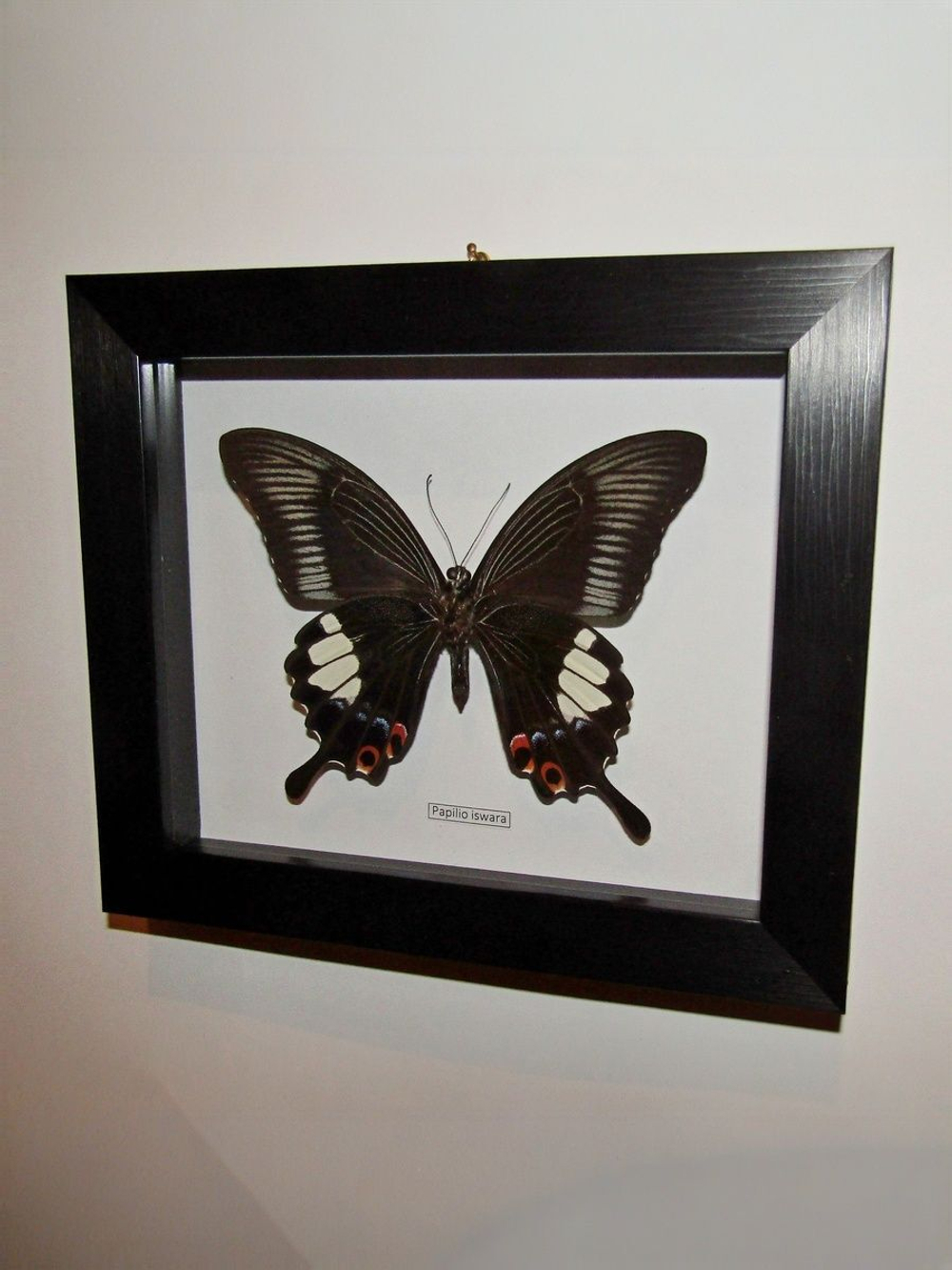Бабочка Papilio iswara в рамке