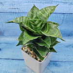 Sansevieria Mahanakorn (Сансевиерия)