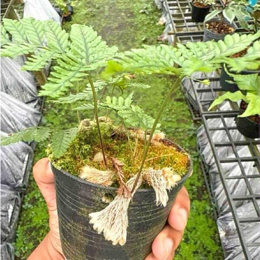 Даваллия D.SP JAPAN