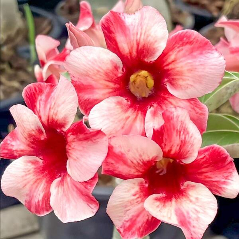 Адениум SAEN RAK