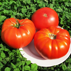 Помидоры Бабушкина Селекция - Tomato Babuschka Selection