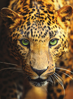 Коллекция Животные