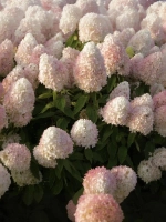 Гортензия метельчатая Мэджикал Свит Саммер