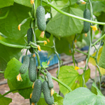 Стартап F1 семена огурца партенокарпического (Гавриш)