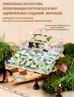 Большой Формикарий «Макси Мох" с муравьями в подарок
